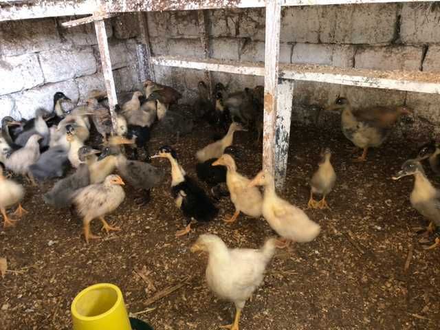 Продаю кури та качки