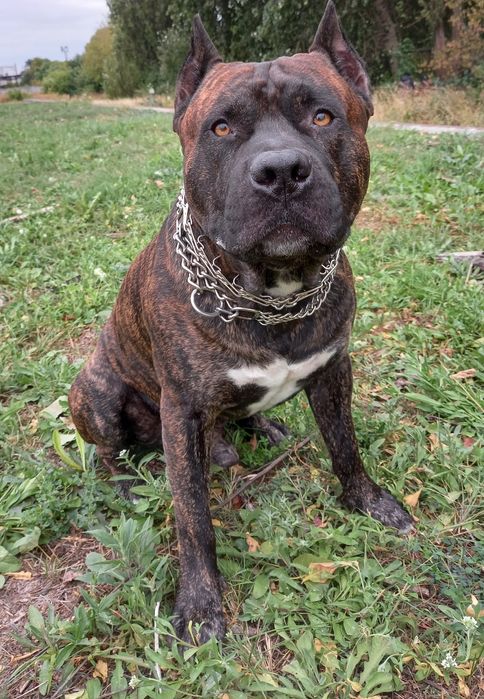 Вязка. Шикарний хлопчик СТАФ для вязки!