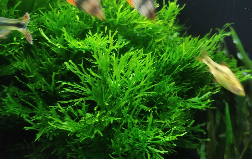 Plantas Aquario Feto Java Windelov