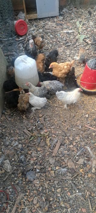 Patos mudos pequenos e adultos e galinhas  pekin