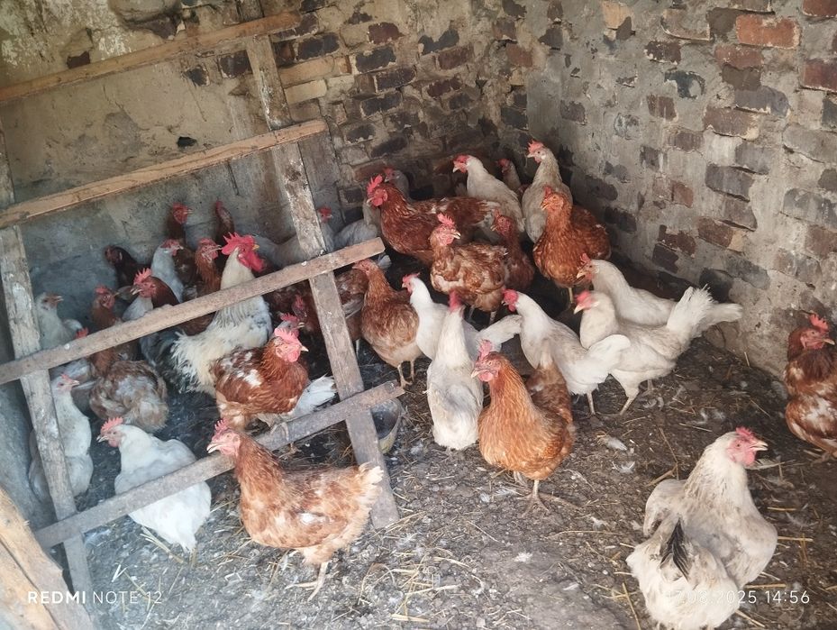 Продам курей ломан Браун и легорн