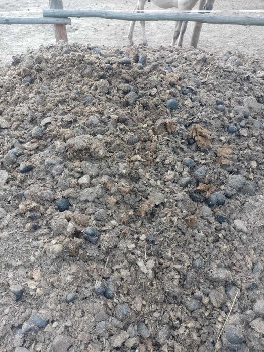 Koński obornik bez siana i słomy