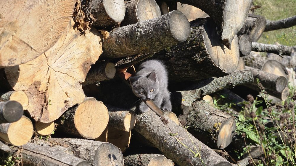 Кошеня кішка Британська