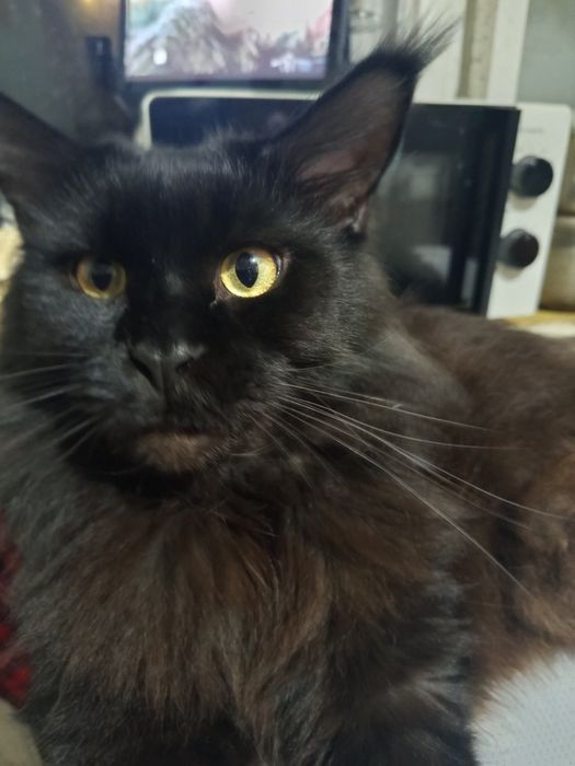 Шикарные пацаны мейнкуны