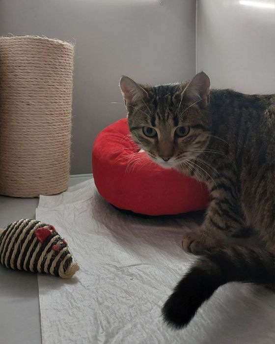 Котик в добрі ручки!