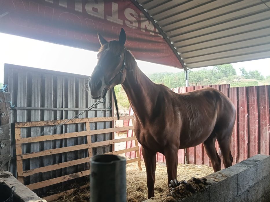 Venda de 2 cavalos 4000€
