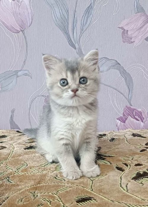 Шотландські кошенята