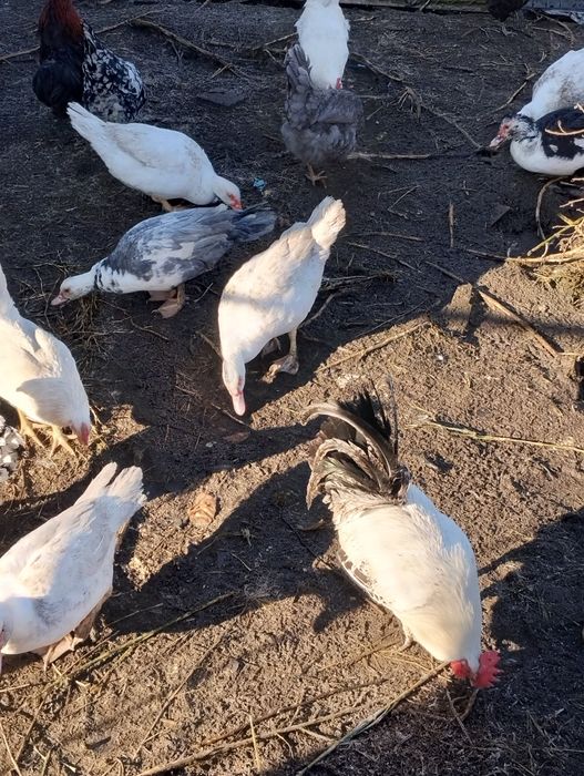 Kaczki pekiński kaczki