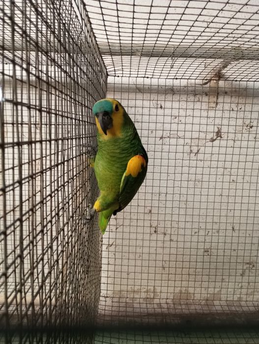 Papagaio amazonas aestiva