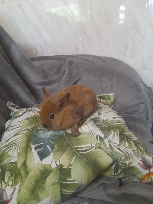 Coelhos anões Lion Head e Hotot