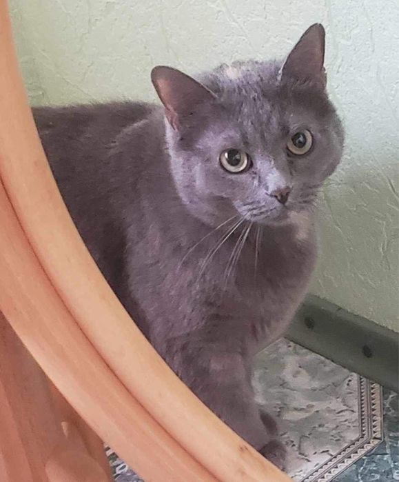 Дівчинка шукає нову родину. Стерилізована