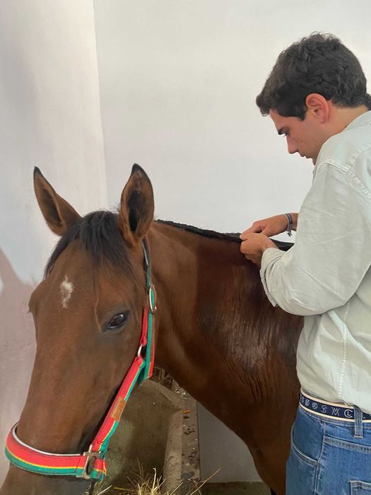 Entrançador de Cavalos