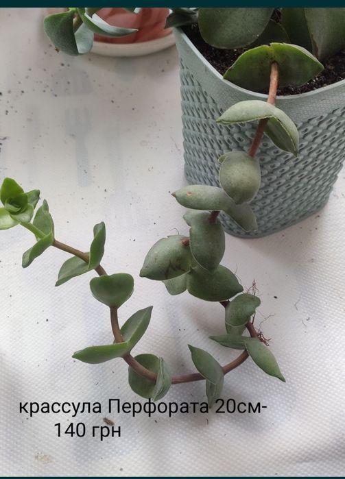 Крассула Текта и Перфората