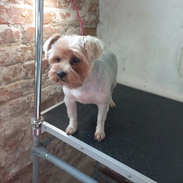 Грумінг собак. Породні стрижки, комплексний догляд.