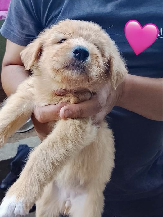Cães bebés para adoção responsável