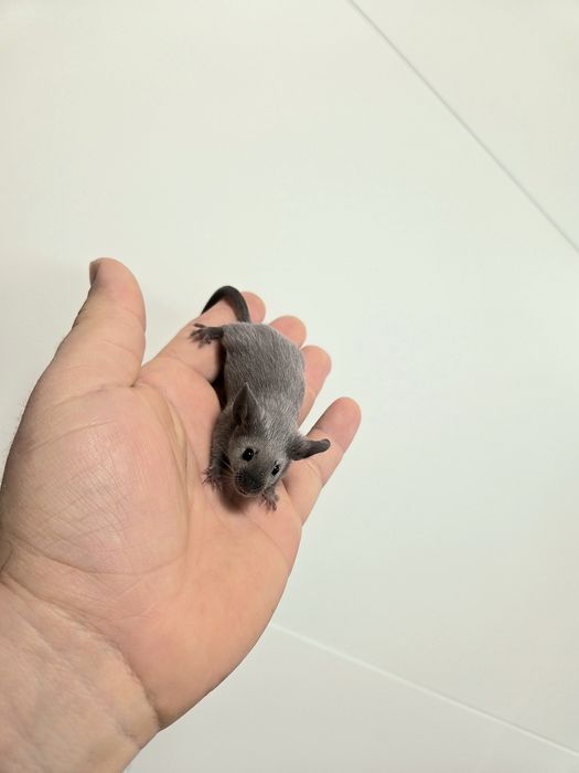 Sprzedam myszy rasowe różnych odmian