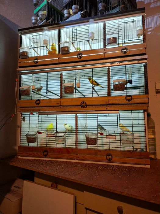 kanarki timbradory Samce i samiczki