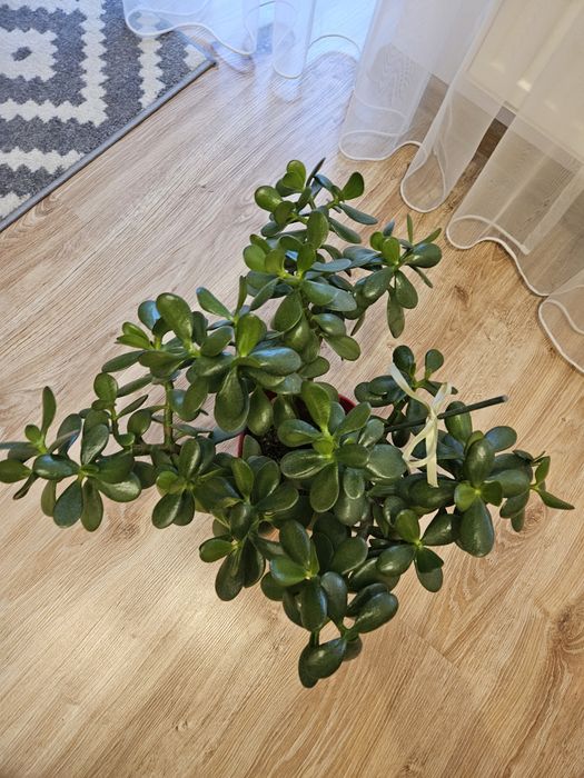 Grubość,  drzewko szczęścia bardzo duże 50cm