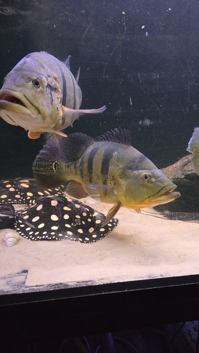 Potamotrygon Leopoldi Black Diamond Płaszka