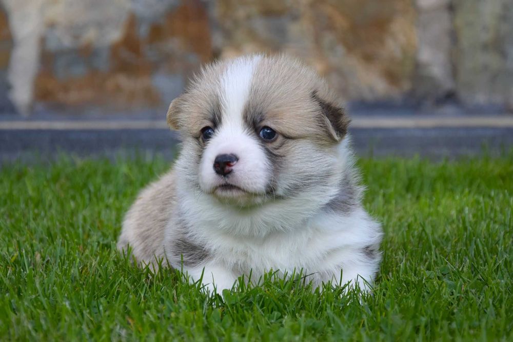 Welsh Corgi Pembroke - piesek - ZKwP/FCI