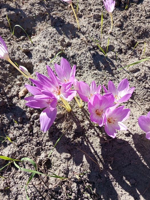 Колхикум цибулини.