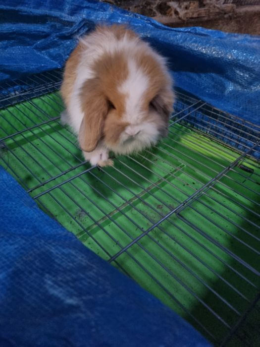 Kit coelhos anoes mini lop, mini holandeses e toys na minha criacao