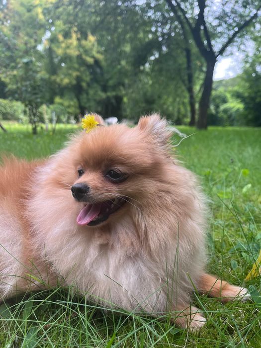 Продається дівчинка померанського шпіца