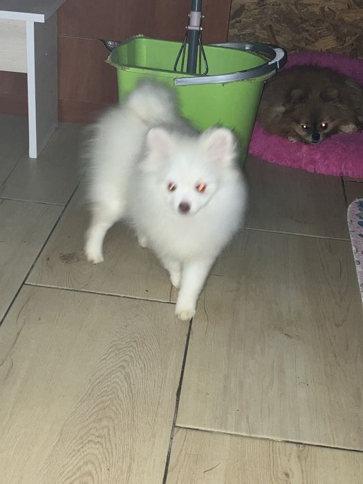 Помераночка підрощена 4.5 місяці