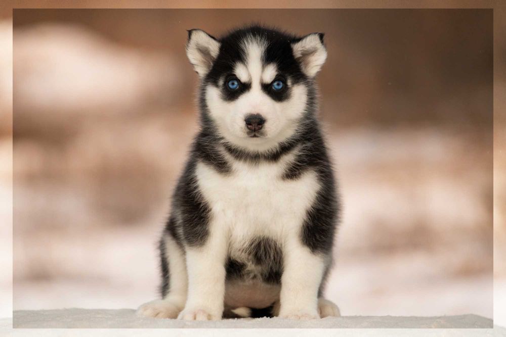Цуценята Хаскі з блакитними очима