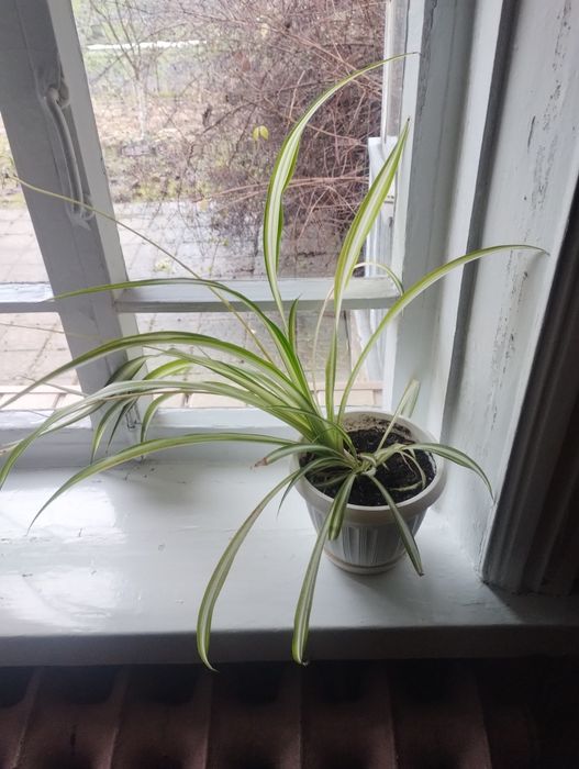 Продам кімнатні рослини