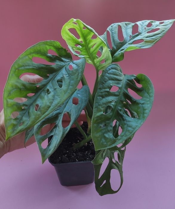 Monstera adansonii 150грн
