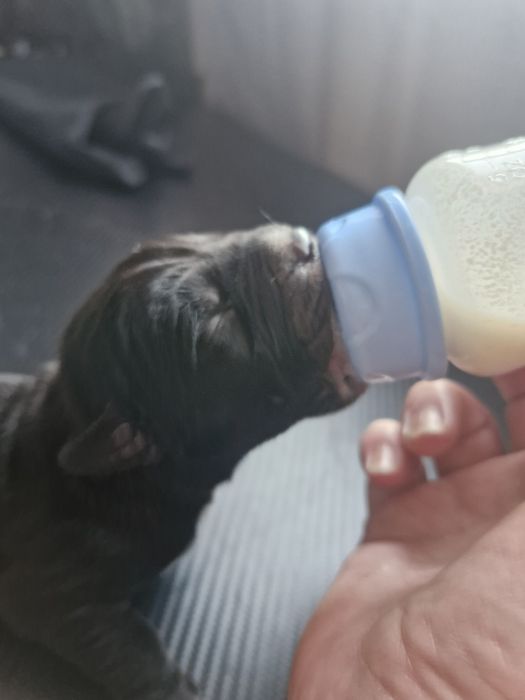 Szczeniaczki do wziecia