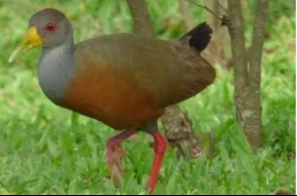 Ave saracura três potes