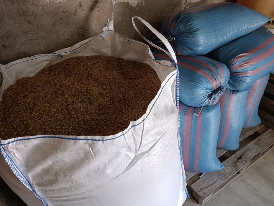 Owies jary Bingo 2025 zboże ziarno