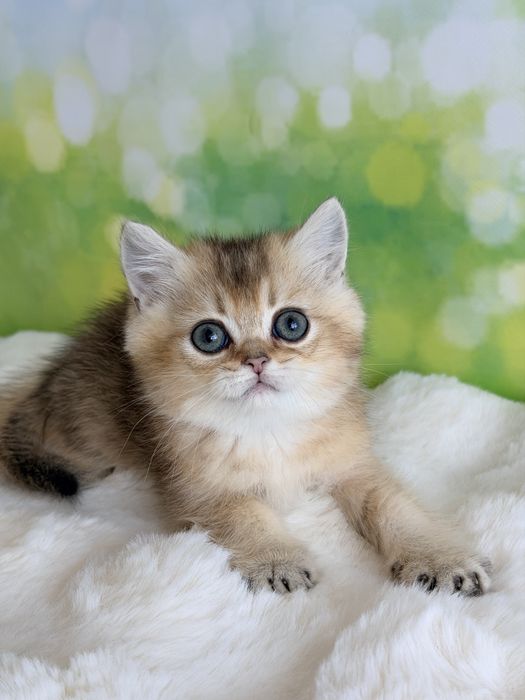 Мальчик няшка британские котята