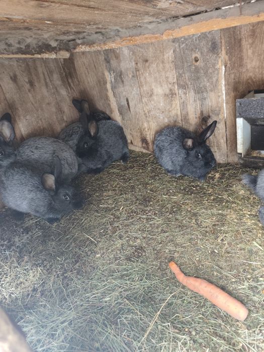 Полтавське срібло