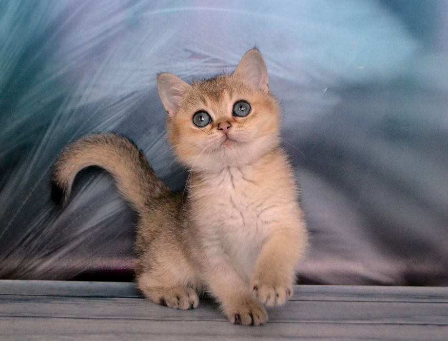 Британський золотий хлопчик