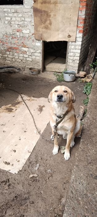 Шукаю добру сім'ю для хлопчика Баді