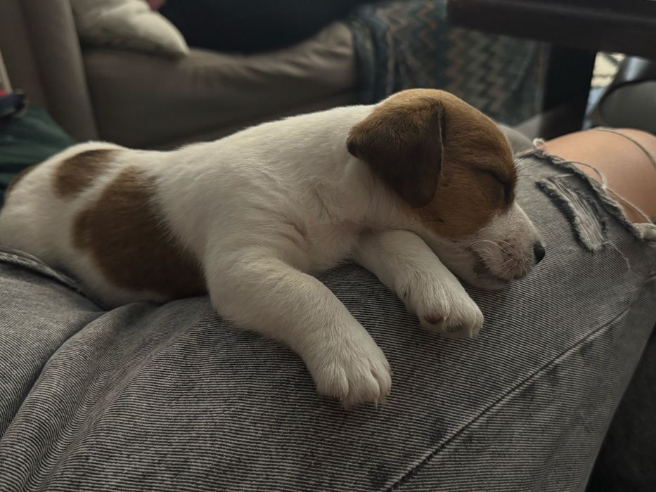 Jack russell terrier ZKwP piesek