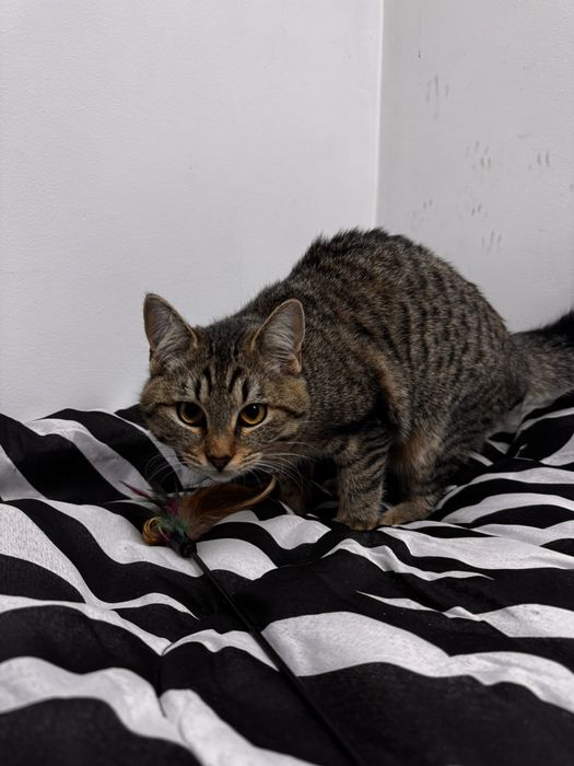 Шері мила дівчинка у пошуках дому