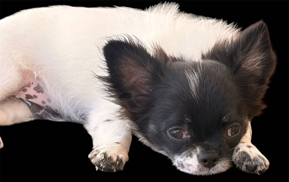 Chihuahuas Macho