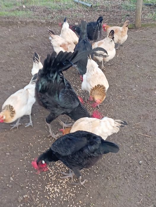 Galos andaluz surenha morucha - pais campeões, excelente saúde