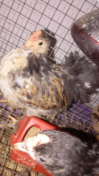 Pekins várias mutações