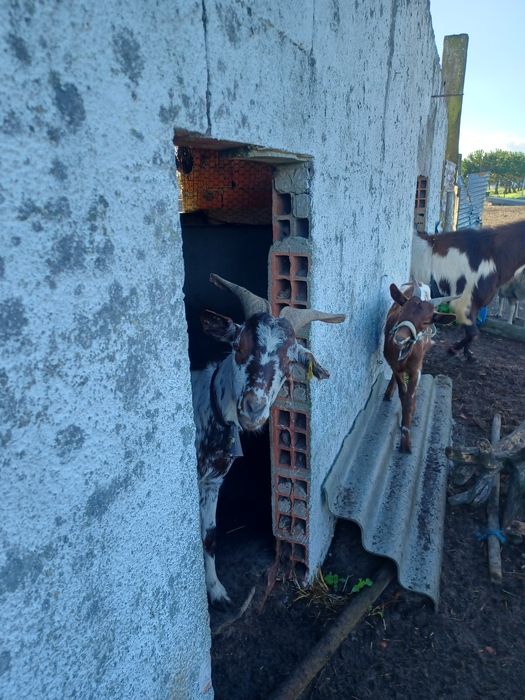 Estrume de Ovelha & Cabra