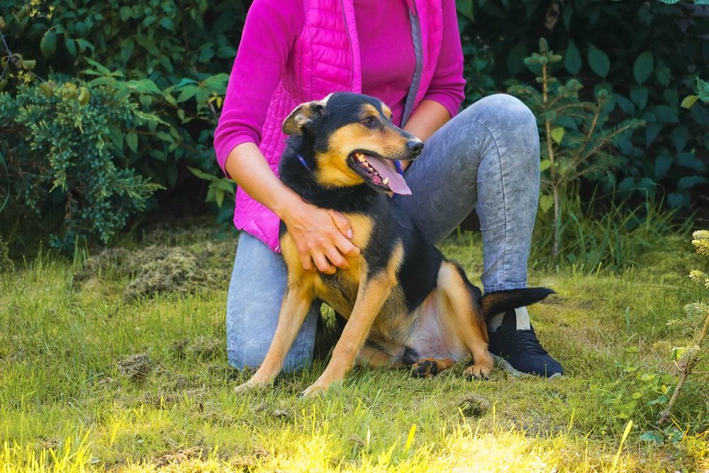 Iłek - psiak w typie owczarek