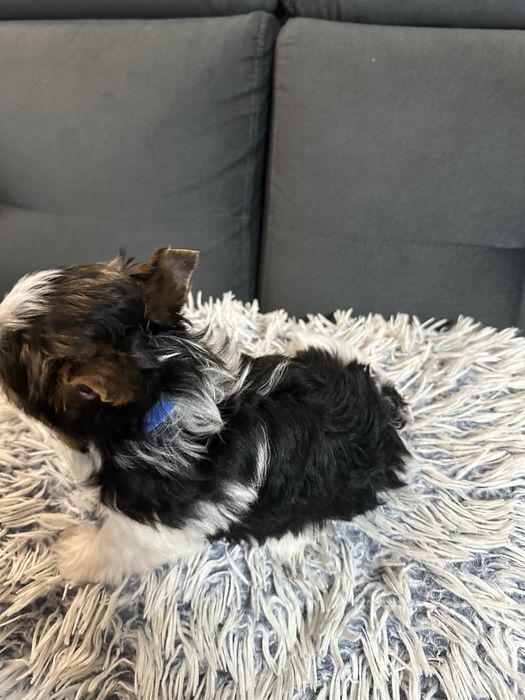 Biewer Yorkshire Terrier