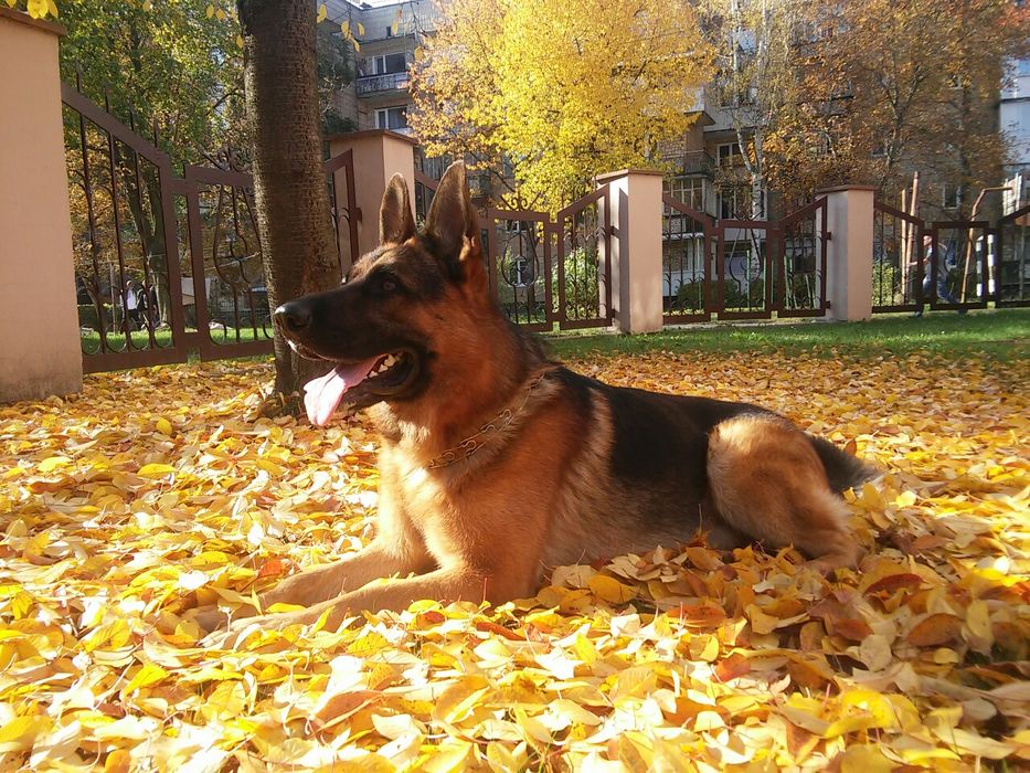 Кобель німецкої вівчарки шукає ДІВЧИНУ