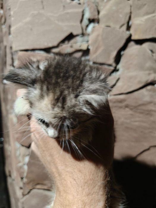 Віддамо кошенят в добрі руки