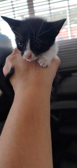 5 gatinhos para dar