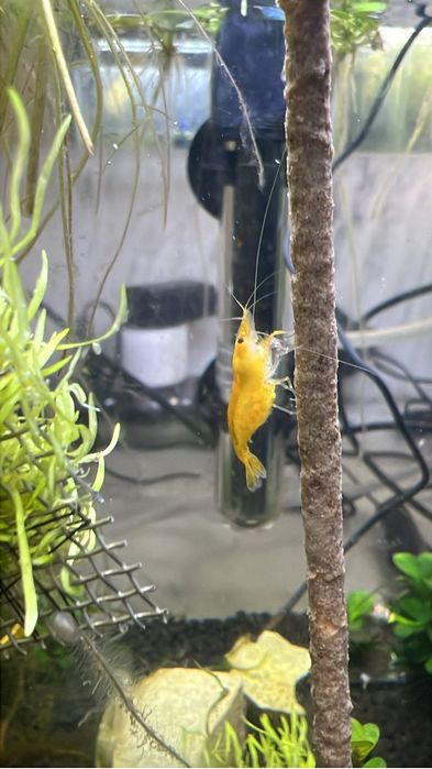 Neocaridina Yellow Golden Back